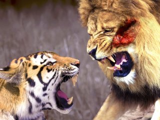 Hindistanlı avcılar aslanla kaplanı dövüştürdü