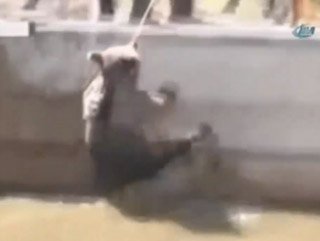 Havuza düşen ayıyı bir türlü kurtaramadılar - izle